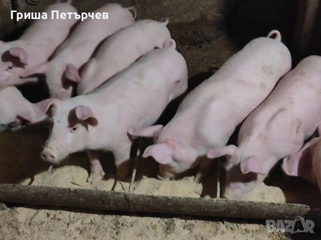 малко прасенца 15 20 кг , снимка 4 - Други - 55151323