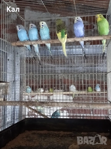 Вълнисти папагали 