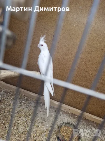Млади папагали корели 