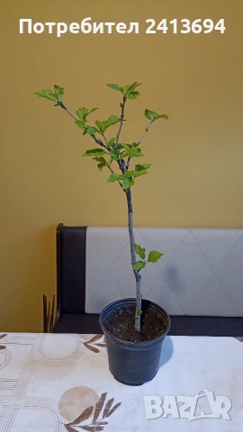 дървовидна ружа (hibiscus syriacus), снимка 3 - Градински цветя и растения - 54684896