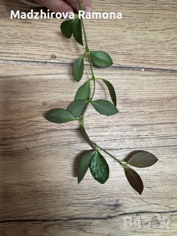 Hoya Хоя Collina 