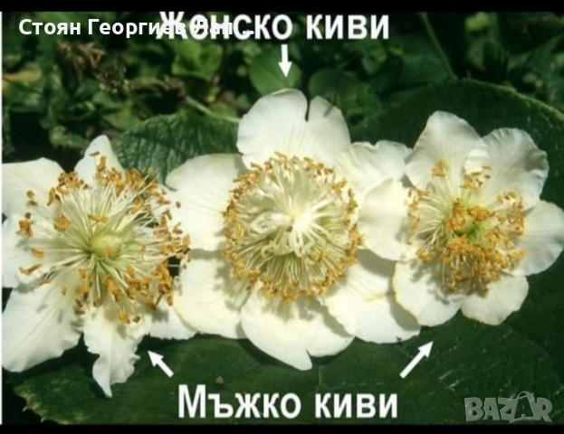 киви златно и хейуърд , снимка 4 - Разсади - 54394303