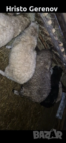 Продавам агнета , снимка 2 - Овце - 54052906