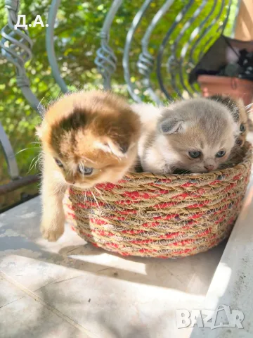 🐾 Чистокръвни котенца Scottish Fold / Scottish Straight – Golden & Silver 🐾, снимка 7 - Чинчили - 55353347