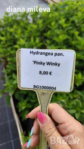 Хортензия паникулата Пинки Уинки, Hydrangea paniculata Pinky Winky, снимка 5 - Градински цветя и растения - 54722812