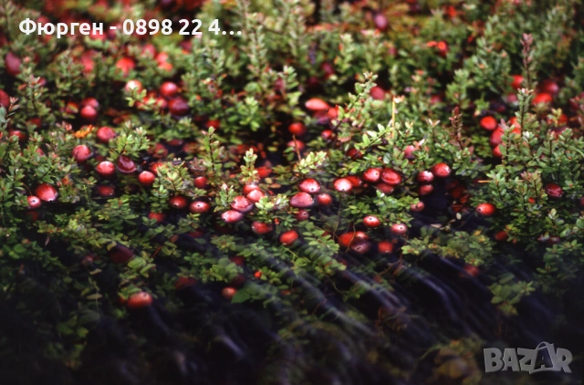 Американската червена боровинка, снимка 7 - Разсади - 52922778