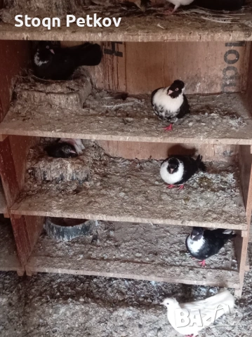 Ихтимански и черни Чирпански 