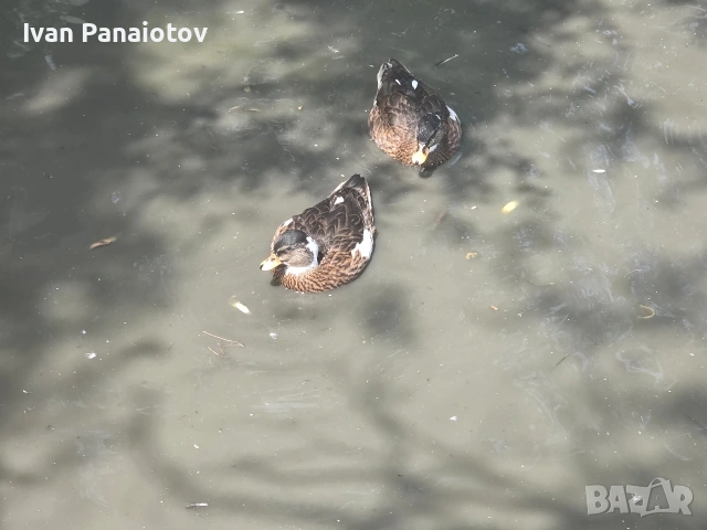 продавам патета call duck, снимка 2 - други­ - 55250821