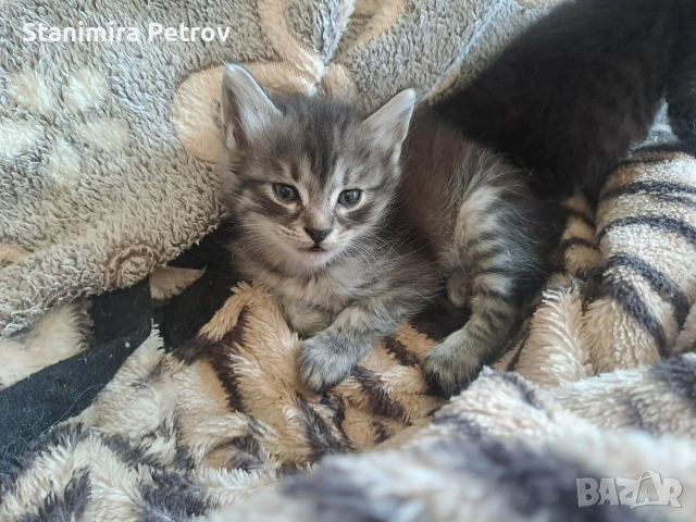 Ангорски котки, снимка 9 - Ангорски - 54660407