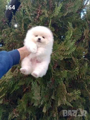 Чисто бял Померан. Реални снимки! , снимка 4 - Померан - 54170158