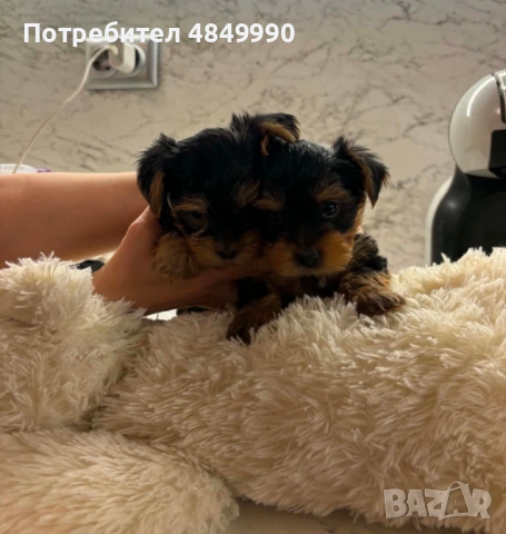 Продавам кучета Йоркширски териер