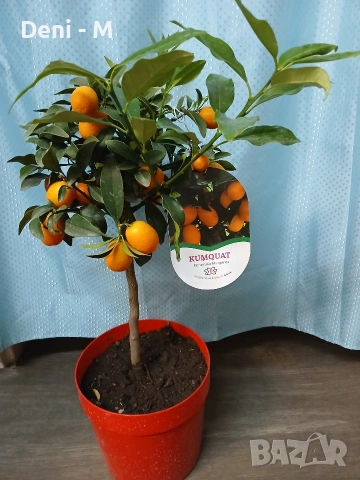 Кумкуат 68см.