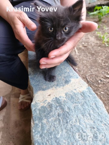 Коте женско, снимка 2 - Други - 54839155