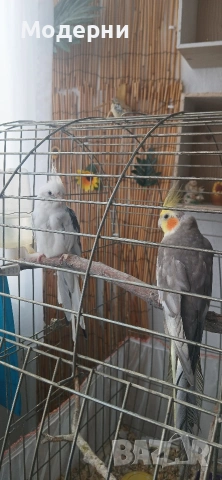 Корели мъжки и женска, снимка 2 - Папагали - 54661406