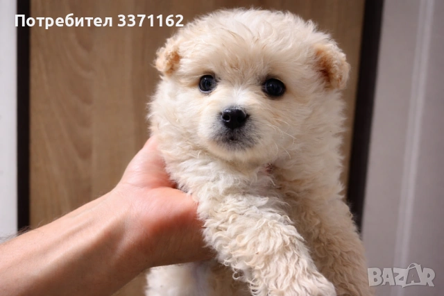 Померански шпиц, снимка 3 - Померан - 54068986