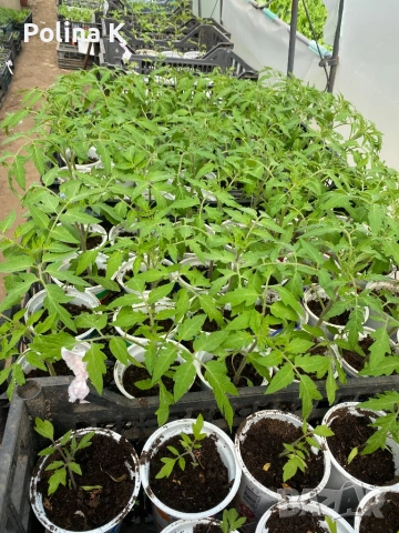 Разсад домати краставици пипер