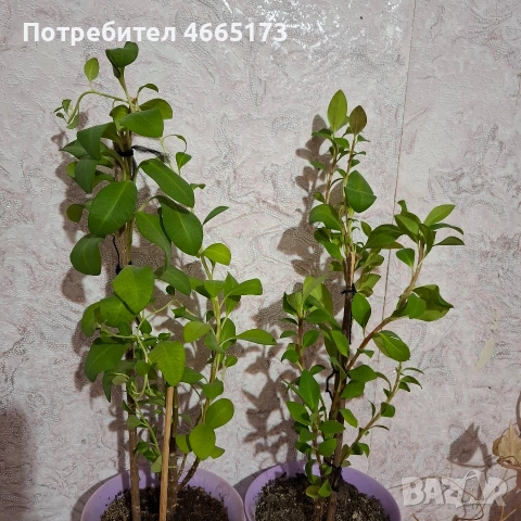 Еуфорбия/Христов венец Цвете