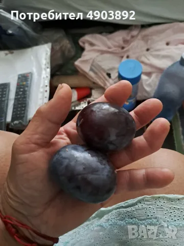 Сини сливи Стенли за ракия 