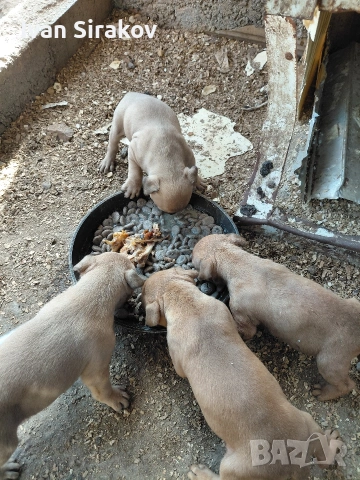 питбулчета от най-добрите разплодници в Европа , снимка 2 - Питбул - 54317331