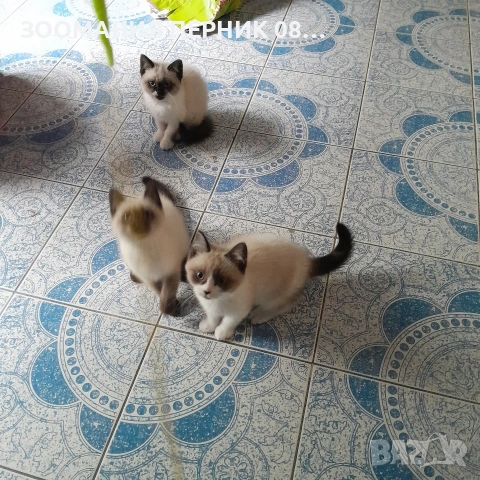 коте Регдол 