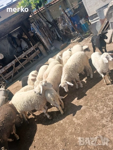Продавам овце и кози