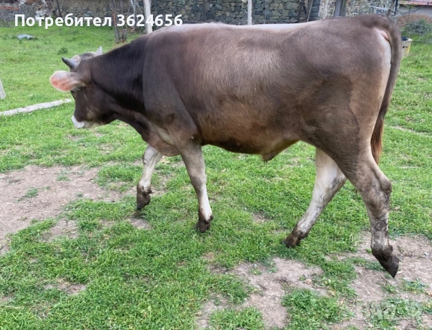 кафяво американски бик, снимка 2 - Крави - 54274678