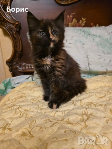 Мейн куун котета