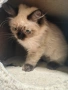 Регдол/ Ragdoll котенце, снимка 3