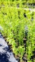 Къдрава върба ‘Тортуоса’, (Salix matsudana ‘Tortuosa’), снимка 9