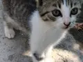 Котета подарявам!!!, снимка 5