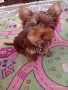 мини йоркширски териер , снимка 4