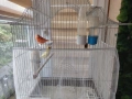 Канарчета + Клетка, снимка 3