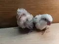 Бебета папагали монах , снимка 4