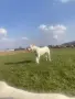 Дого Аржентино / Dogo argentino , снимка 10