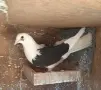 Пощенски гълъби на капак , снимка 1