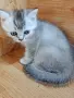 шотландски красоти , снимка 6