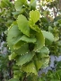 Акалифа с къдрави листа Acalypha wilkesiana curly., снимка 1