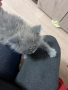 Котенца персийки , снимка 2