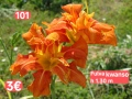 Хамерокалиси за продажба Зимоустойчиви Обява 3, снимка 4