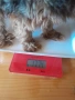 Продавам женско йорки , снимка 4