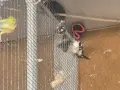 японски амадини , снимка 2