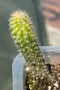 Кактус Chamaecereus Hybrid оранжев , снимка 7