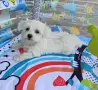 предлагам малтийски болонки , снимка 1