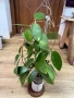 Hoya Хоя Parasitica Gps 206, снимка 3
