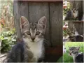 Очарователни и социализирани котета търсят любящи домове!, снимка 1