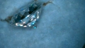 Диамант, Moissanite Brilliance, със сертификат, гравиран номер на камъка - 25 евро - 1 карат, снимка 3