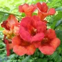 🧡🌿🧡 Текома (Campsis radicans), снимка 1