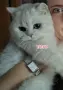 Персийска чинчила , снимка 3