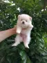 Бели Померани.Реални снимки !, снимка 10