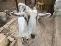Продавам кози, снимка 3